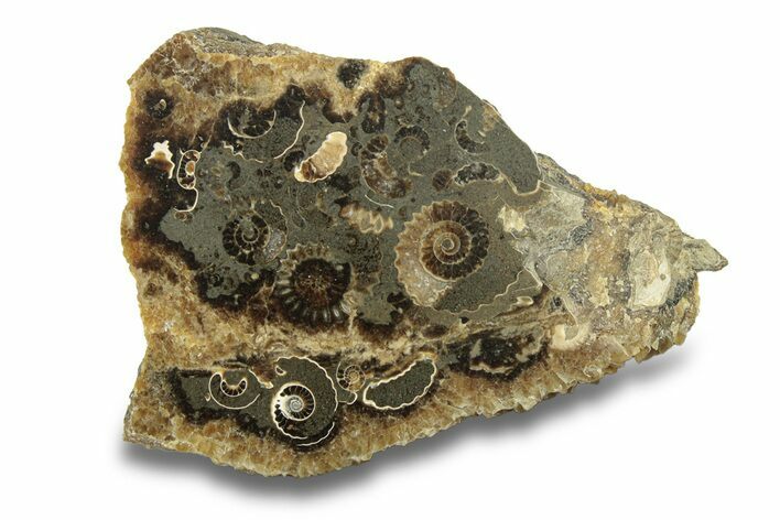 Polished Ammonite (Promicroceras) Slice - Marston Magna Marble #279452